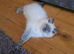 Beautiful GCCF Blue Point Ragdoll Kitten.