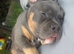 Pocket bully