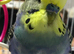 Hand tame baby budgie