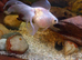 Fantail goldfish
