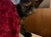 Adorable Kittens