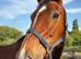 Brood mare Irish sports.