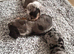 Stunning Miniature Dachsund Puppies