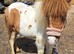 Registered yearling colt