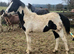 WPBR/PBA by Fames Dakota colt to make 15hh+