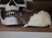 Rats/Tiny little bundles of joy!