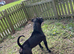 Staffy x Mastiff