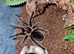 Curly Hair Tarantula good size Unsexed