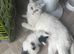 Domestic black and white kittens