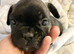 Boxer x french bulldog - only 3 left out litter of 6. Girls only