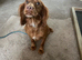 Working cocker spaniel,
