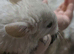 Male chinchilla