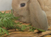 Beautiful friendly mini lops