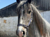 Clydesdale x ish 2 year old gelding