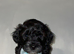 Lhasapoo Puppies