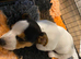 Miniature Jack Russell x chihuahua male pup