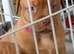 mastiff puppies