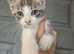 2 kittens ready to leave