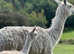 Suri Alpaca Family for sale