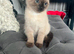 Two ragdoll mix kittens male and female