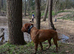 Kc Dogue de Bordeaux (male)