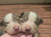 DNA tested Lilac and Blue Tri from ISDS Parents