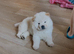 Beautiful 11 Week Old Male Chow Chow – KC Registered