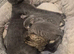 Beautiful litter of kittens