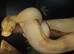 Male sun glow boa