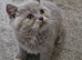 Female tortie British Shorthair kitten