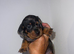 6 sausage dog puppies!