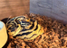 Pastel yellow belly male