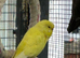 Lutino