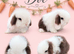 Chocolate & White Vm Mini Lop Doe