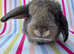 Two litters Giant pure bred French lop rabbits