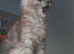 Maine coons World Champion Bloodlines
