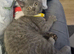 *PRICE REDUCED* ONLY 1 BOY LEFT Colourpoint BSH