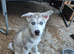 Last little boy siberian huskie puppy