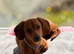 Rehome