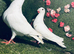 Colour racing pigeons