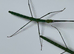 2 pairs of Turquoise stick insects (Myronides glaucus "Peleng")