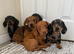 miniature dachshund