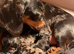 KC registered smooth hair minature daxie puppies