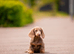 LONG HAIR MINIATURE DACHSHUND KC REG READY TO LEAVE