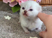 BEAUTIFUL PURE BRED BSH TEDDY BEARS RARE SEAL LYNX