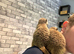 Sadly, having to rehome my meerkats