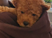 Toy poodle