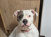 8 American bulldog pups left  ready to go soon