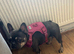 1 Year Old Adult Female French Bulldog