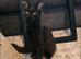 Full breed maine coon for sale
